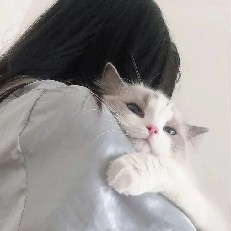 Jennie uyen chu yinyang masters đá thạch anh năng lượng luật hấp dẫn